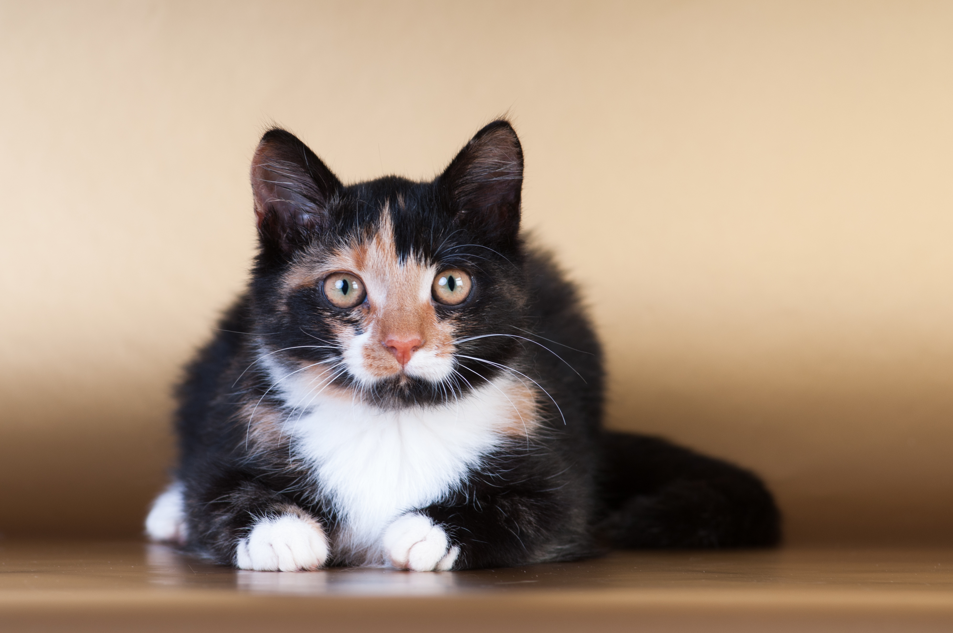 Pedigree cat hot sale rescue
