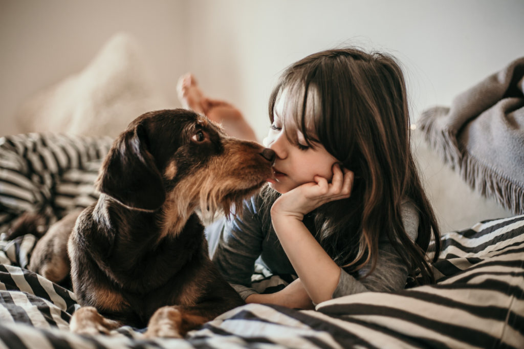 Dog cuddles with owner in bed