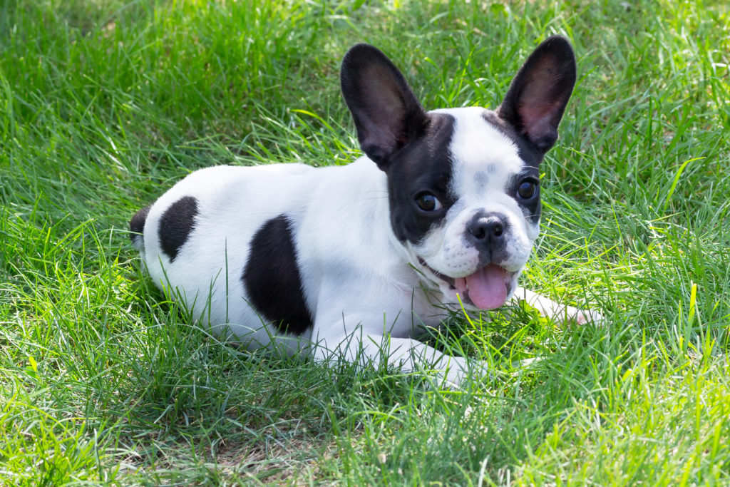 French bulldog puppy tongue