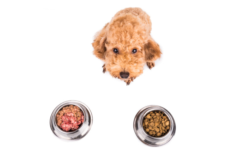 Poodle choosing between barf dog food and dry dog food