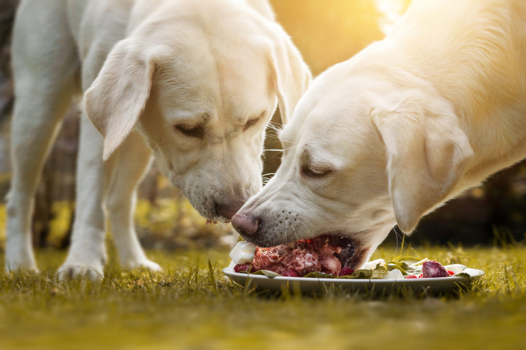 Two labrador dogs eating raw food