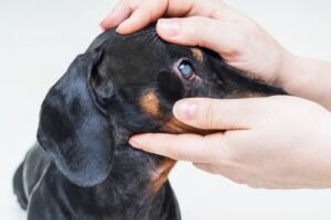 Dog Cataracts 