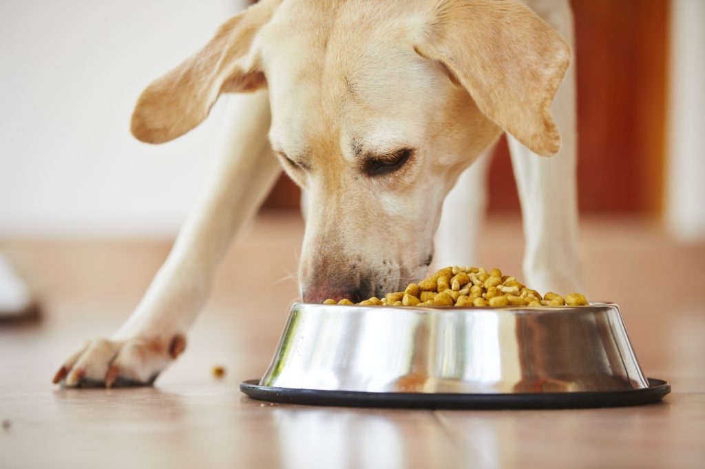 Labrador eats dry dog food