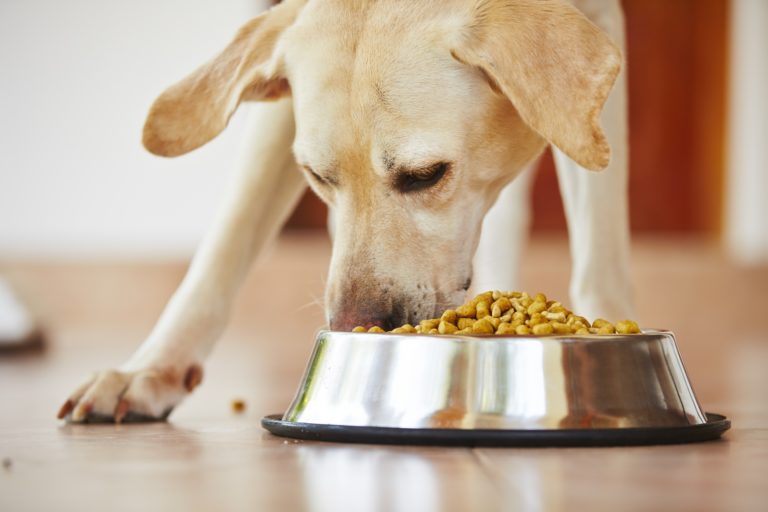 BARF or Conventional Dog Food? zooplus Magazine