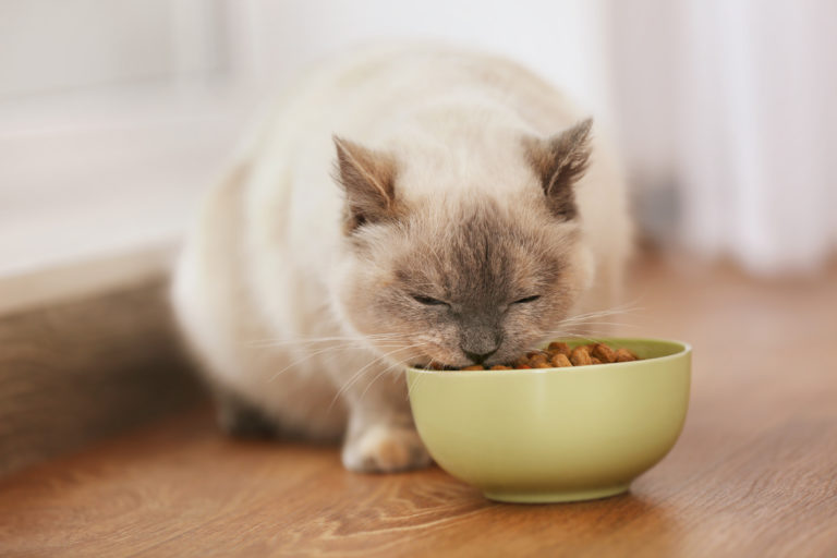 Cute cat eating dry food from ceramic bowl