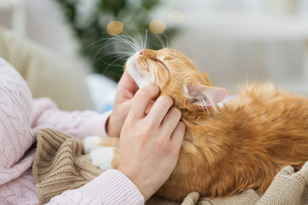 cat cuddles with ginger cat