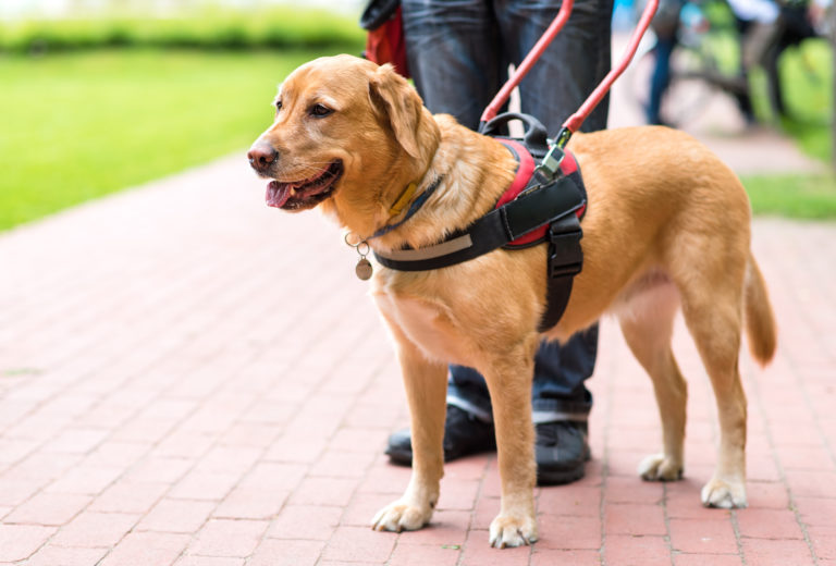 Golden Retriever guide dog