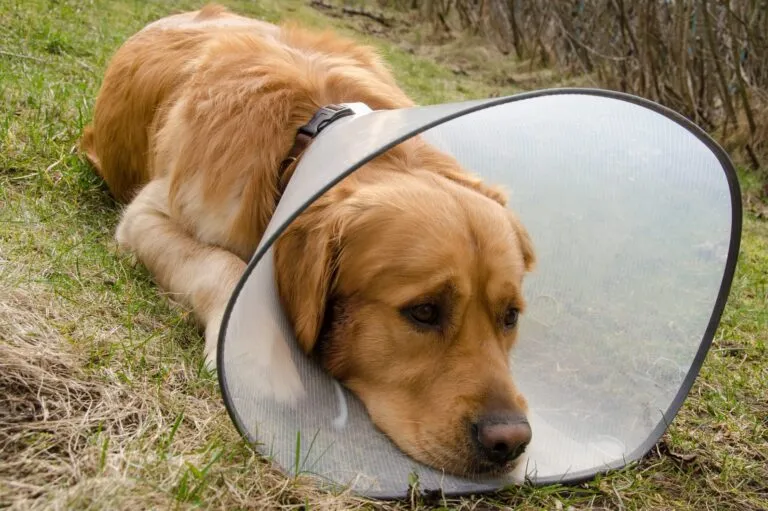 Golden retriever with a protective collar