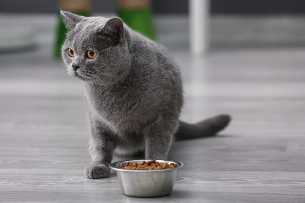 Indoor cat food eating