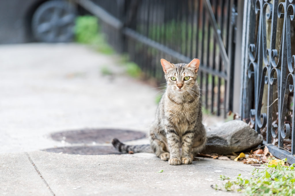 Stray cat - outdoor cat