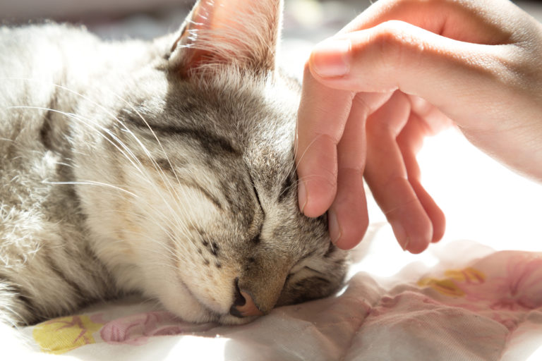 purring kitten purring kitten