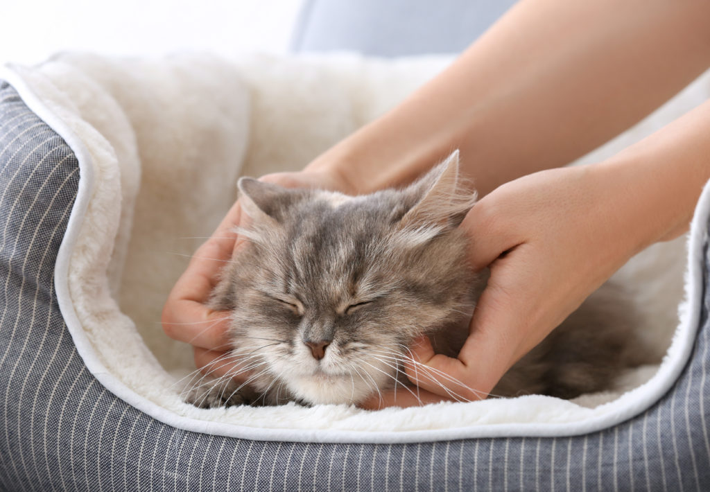 Why cats purr Why cats purr