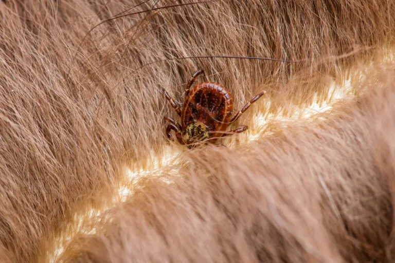 Dog affected by anaplasmosis transmitted by ticks