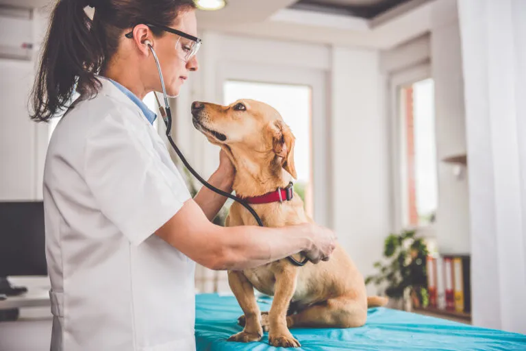 Veterinarian performing a general check-up on a dog suspected of having Addison’s disease