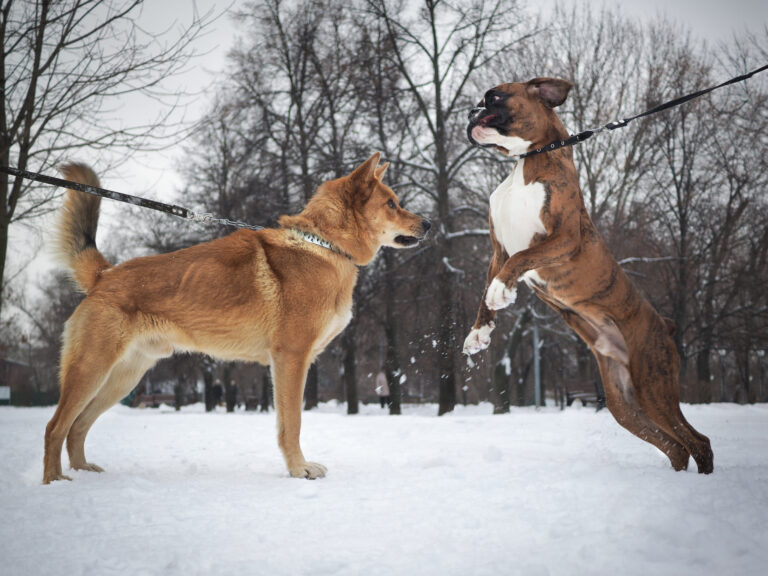 Fighting dog breeds