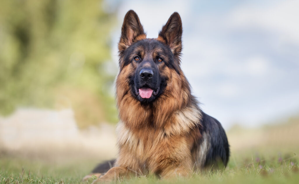 German shepherd dog German shepherd dog