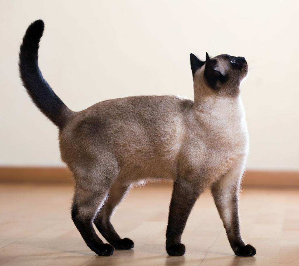 Happy cat upright tail