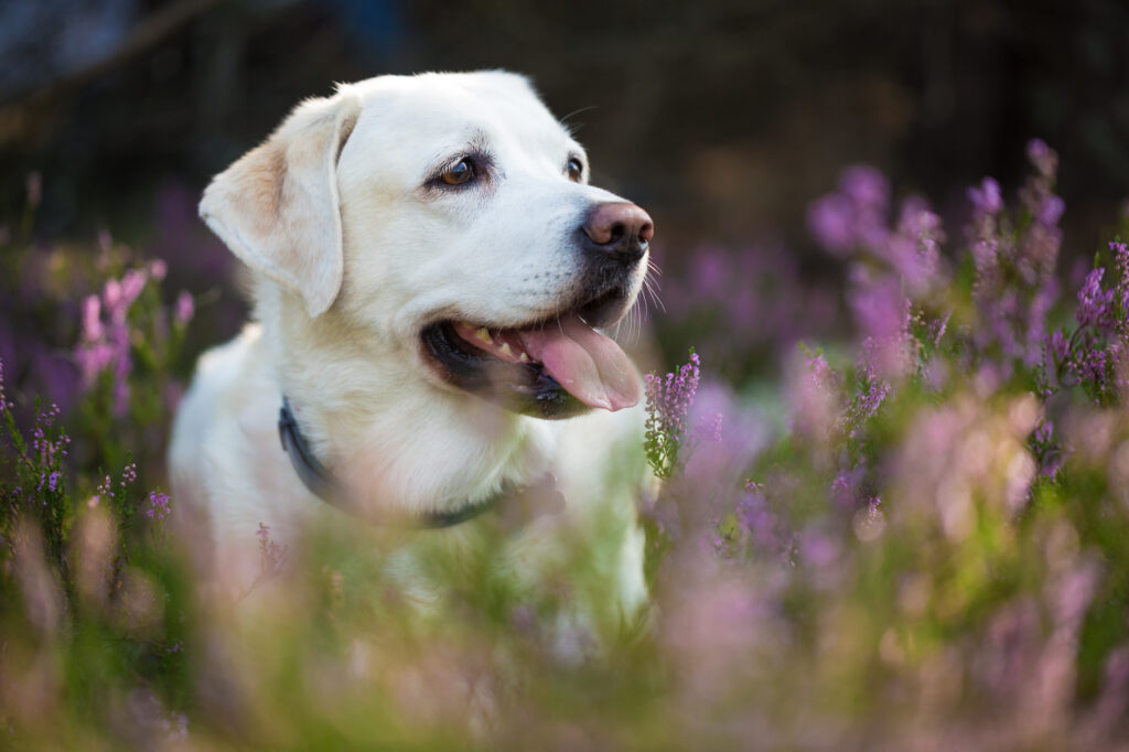 Labrador retriever in heather flowers