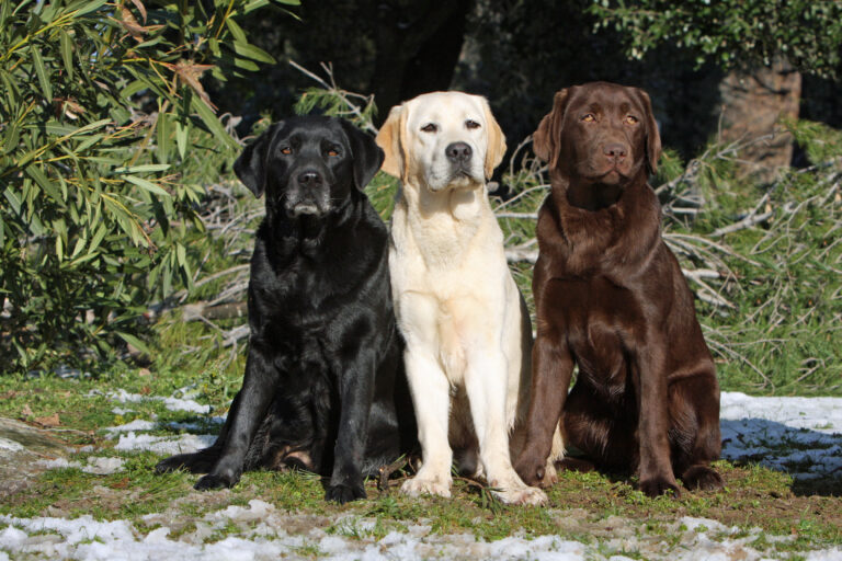 brown, black and cream labrador retriever