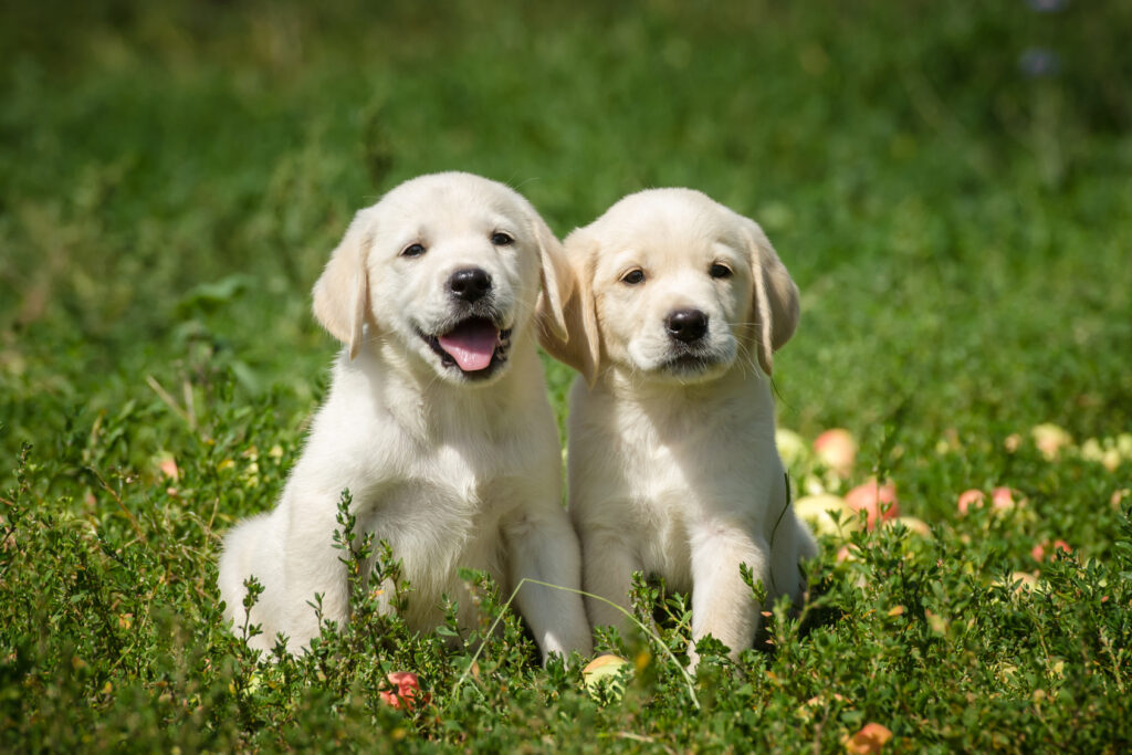 Labrador retriever puppies on meadow