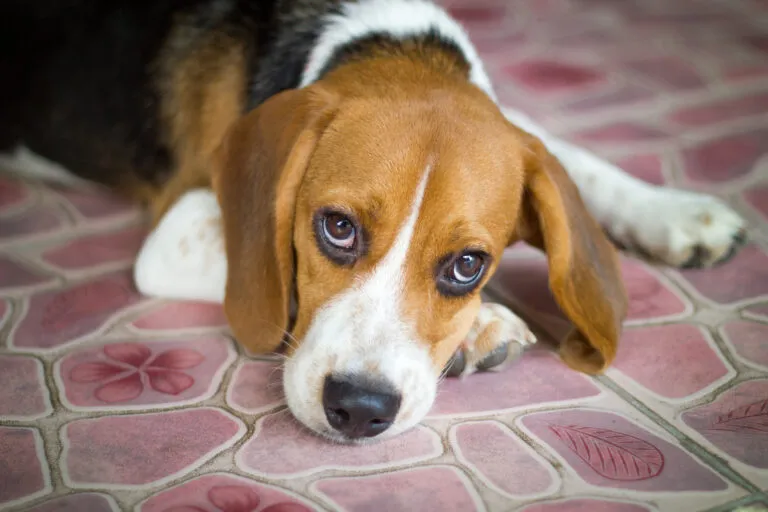 Leptospirosis in Dogs
