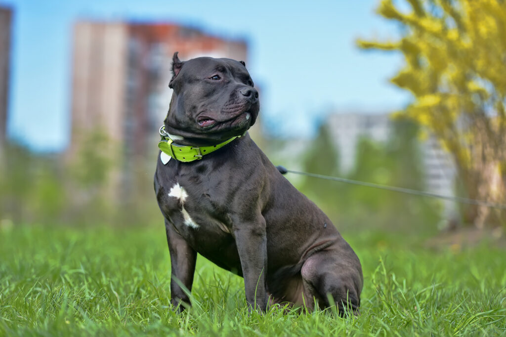 American Bulldog Breed