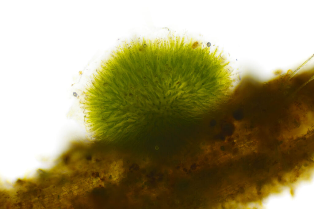 Spherical colony of cyanobacteria (Gleotrichia, blue-green algae)