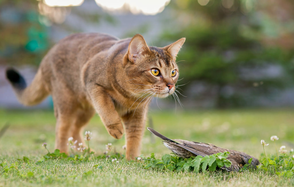 upright ears cat hunting