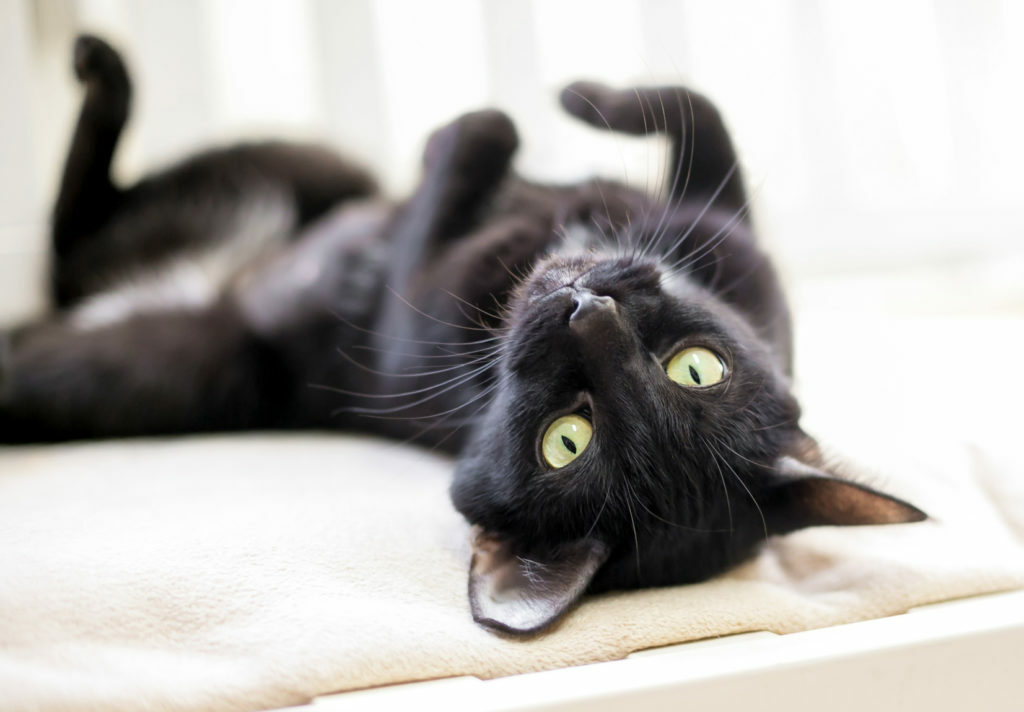 black cat lying on bed