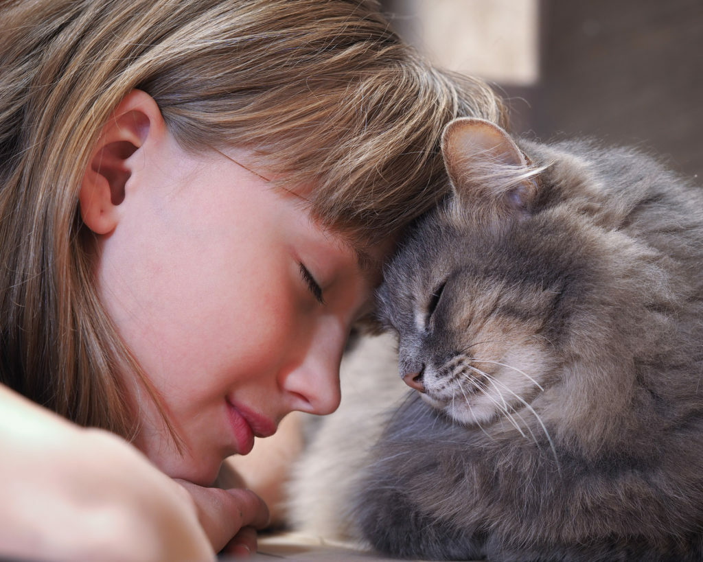 cat rubbing its nose