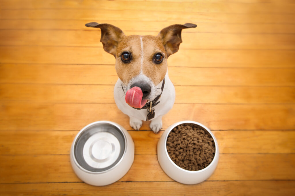 hungry dog bowl - jack russell