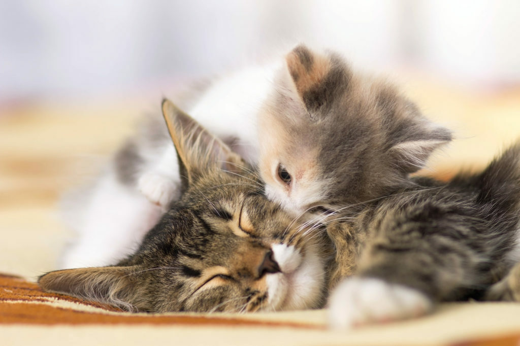 kittens cuddling