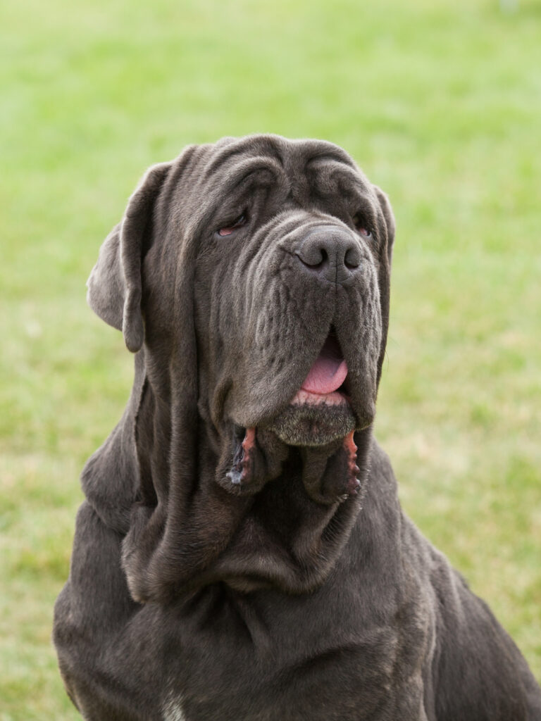 Neapolitan Mastiff