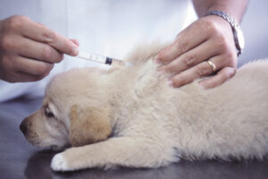 Distemper in Dogs: Causes, Symptoms and Treatment