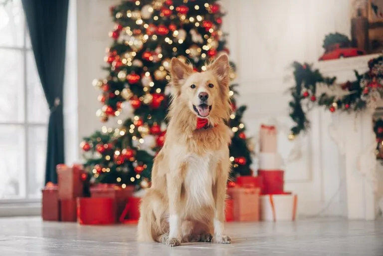Christmas gifts for dogs