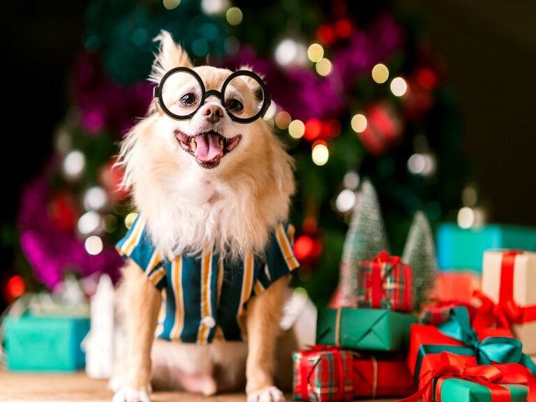 Christmas presents for dogs