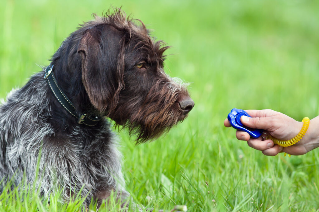 Dog clicker training
