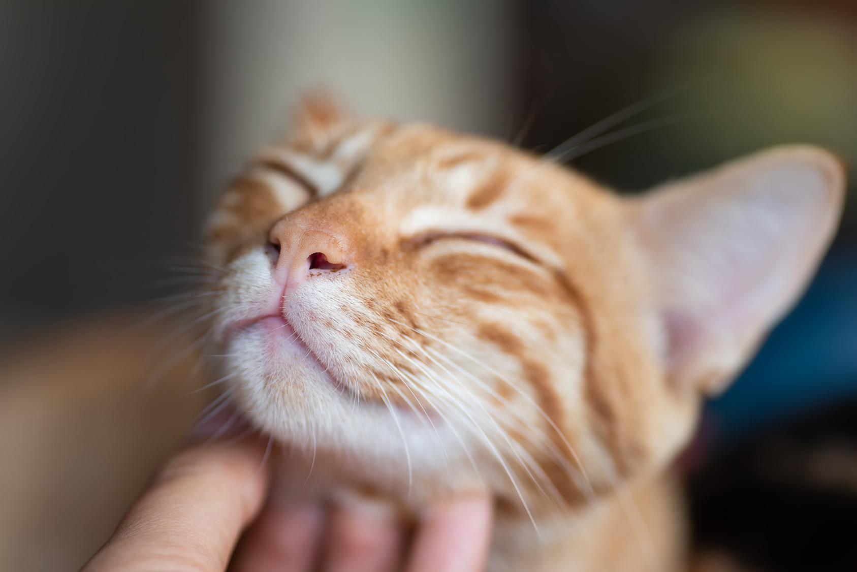 Cute shop happy cat
