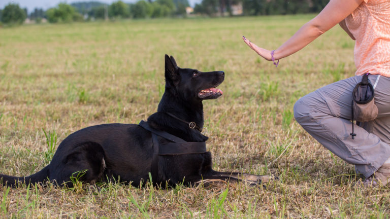Obedience training lie down dog