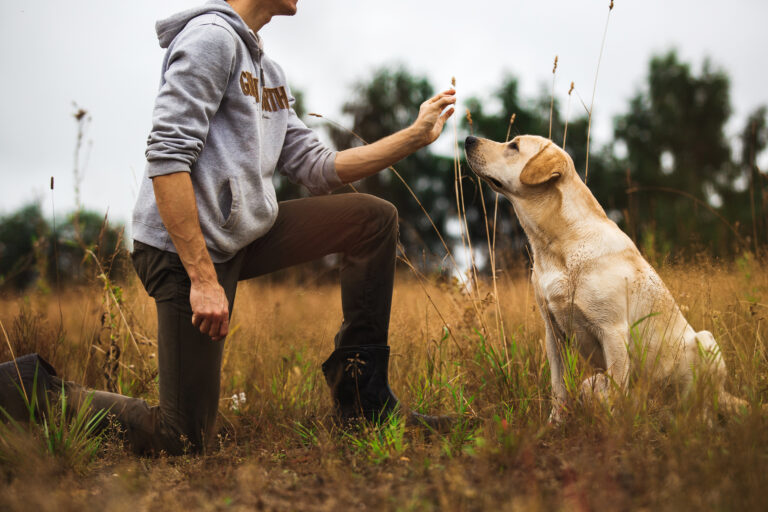 anti hunt training dog