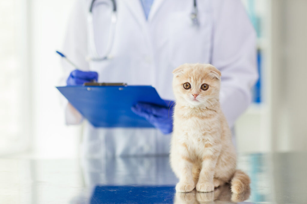 cat at the vet being dewormed