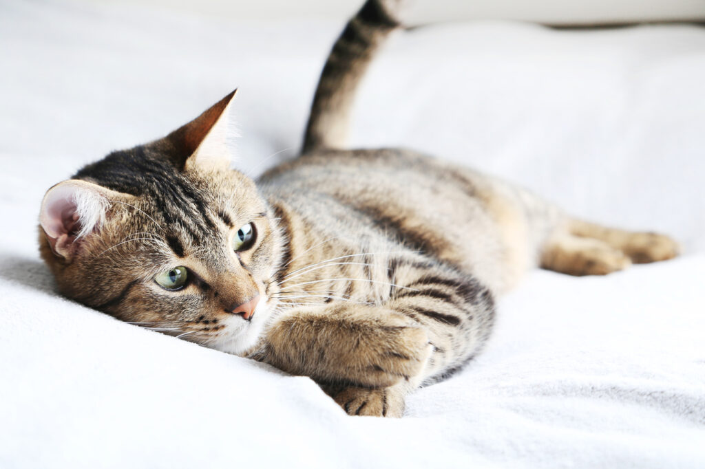 Beautiful cat on the grey plaid Beautiful cat on the grey plaid
