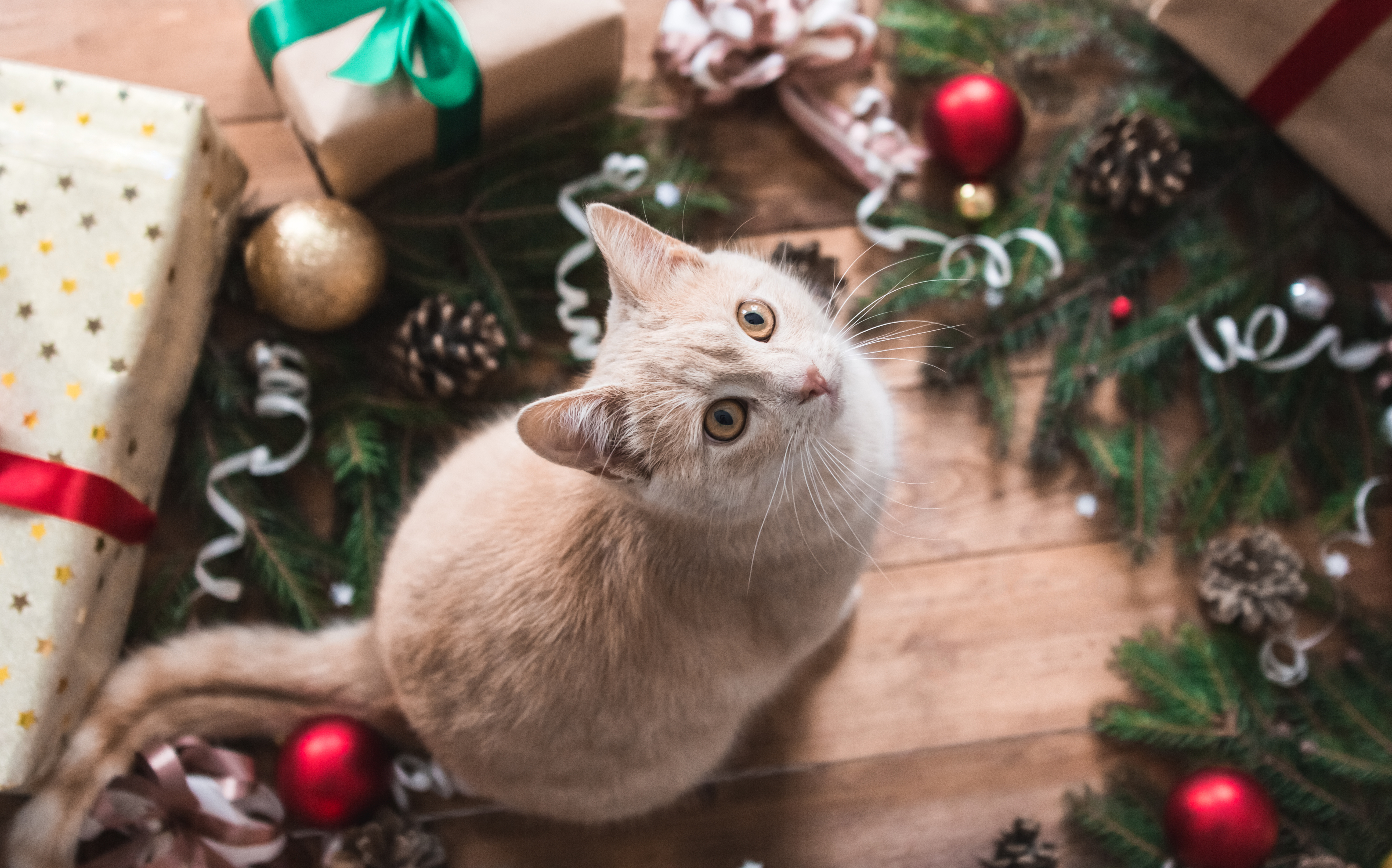 Cat under christmas tree - cat as a christmas gift