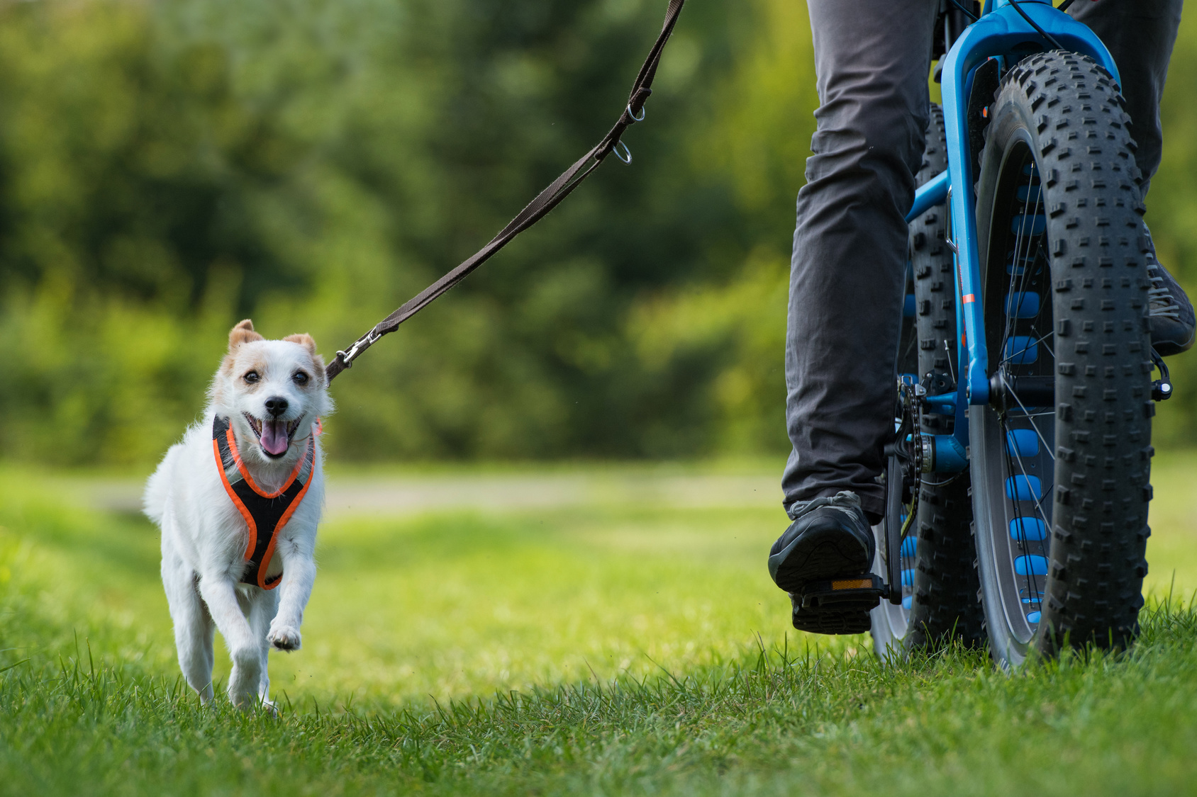 Cycling with dogs