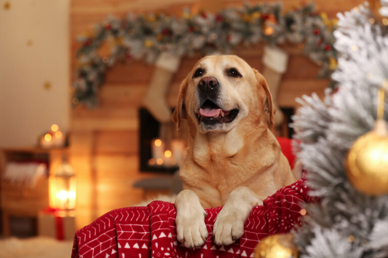 Golden Retriever christmas gift