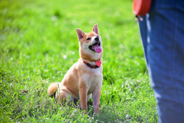 Shiba Inu Obedience Training