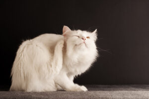 Mites in Cats: Symptoms, Diagnosis and Treatment