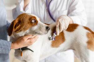 Heart Failure (Cardiac Insufficiency) in Dogs