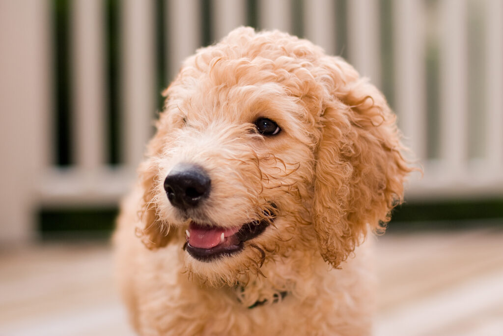 Labradoodle puppy