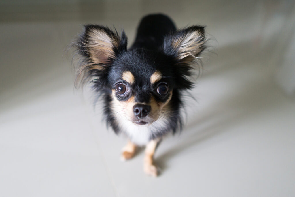 Black chihuahua